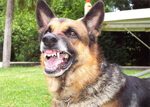 Desatados los perros