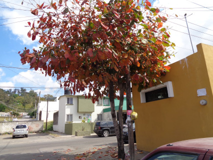 Mi &aacute;rbol y yo
