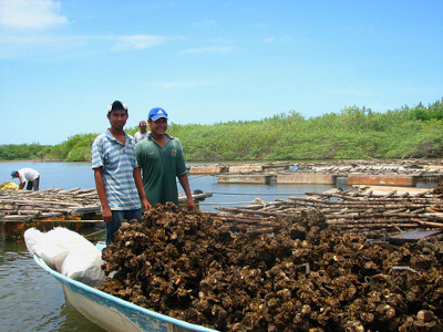 Gestionar&aacute; legislatura local apoyo para ostioneros afectados por tsunami